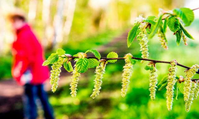 POLLENALLERGI: Mange barn reagerer allergisk på pollen fra tresorter som or, hassel og bjørk. Foto: NTB Scanpix/AFP Fotograf:Philippe Huguen POLLENALLERGI: Mange barn reagerer allergisk på pollen fra tresorter som or, hassel og bjørk. Foto: NTB Scanpix/AFP Fotograf:Philippe Huguen